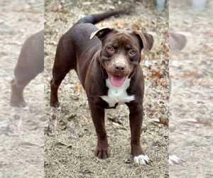 Labrador Retriever-Unknown Mix Dogs for adoption in Great Bend, KS, USA