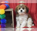 Small #1 Cavachon