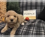 Small #16 Goldendoodle