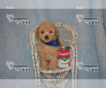 Image preview for Ad Listing. Nickname: AKC CULLEN