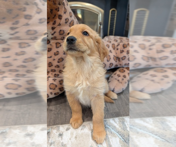 Medium Photo #11 Golden Retriever Puppy For Sale in SACRAMENTO, CA, USA