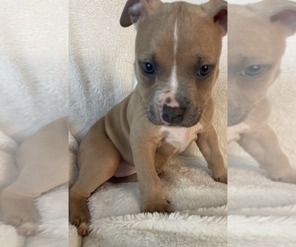 Medium Photo #14 American Bully Puppy For Sale in KENT, WA, USA