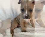Small Photo #14 American Bully Puppy For Sale in KENT, WA, USA