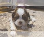 Small Photo #3 Shih Tzu Puppy For Sale in BELLEVILLE, MI, USA