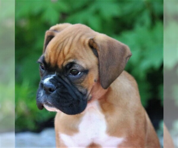 Medium Photo #2 Boxer Puppy For Sale in MYERSTOWN, PA, USA