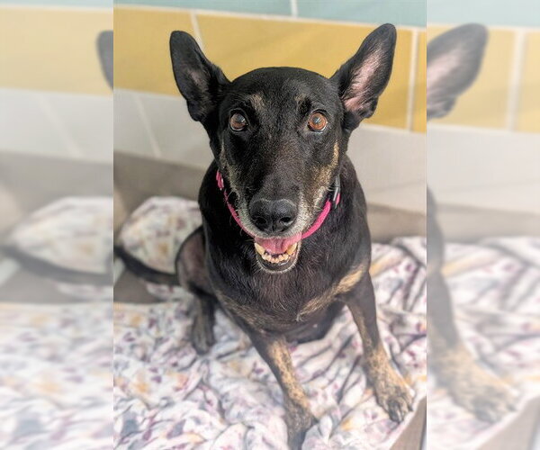 Medium Photo #2 German Shepherd Dog Puppy For Sale in Fort Lauderdale, FL, USA