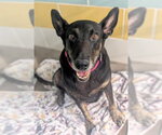 Small #1 German Shepherd Dog