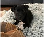 Small #1 Labrador Retriever Mix