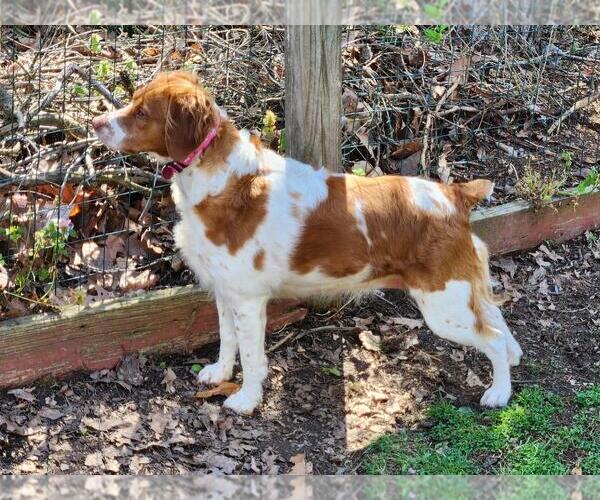 Medium Photo #2 Brittany Puppy For Sale in Curwensville, PA, USA