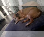 Small #6 American Staffordshire Terrier Mix