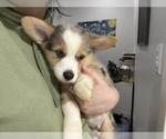 Puppy Oso Pembroke Welsh Corgi
