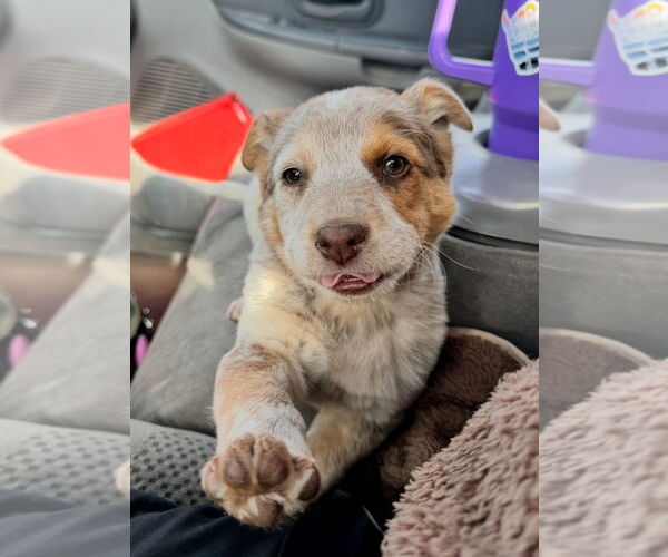 Medium Photo #3 Australian Shepherd-Unknown Mix Puppy For Sale in Grafton, WI, USA