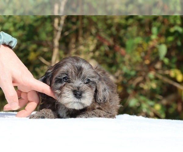 Medium Photo #46 ShihPoo Puppy For Sale in DYERSBURG, TN, USA