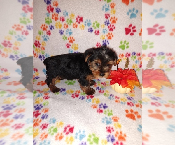 Medium Photo #10 Yorkshire Terrier Puppy For Sale in LAPEER, MI, USA