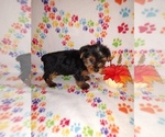 Small #9 Yorkshire Terrier