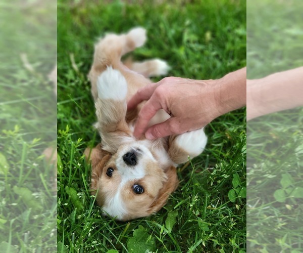Medium Photo #12 Cocker Spaniel Puppy For Sale in WITHEE, WI, USA