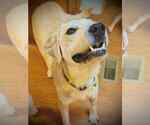Small #4 Great Pyrenees Mix