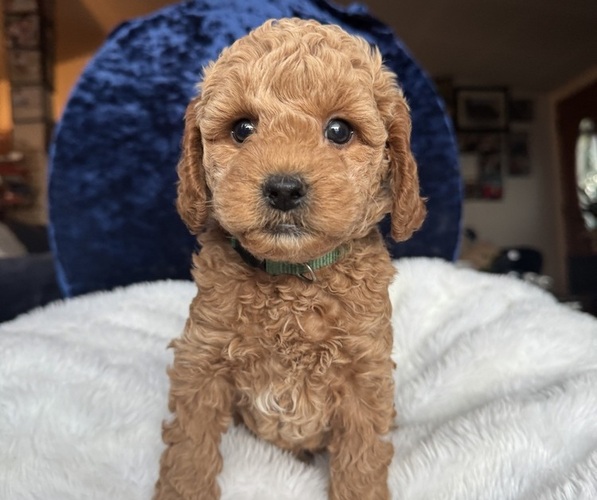 Medium Photo #8 Goldendoodle (Miniature) Puppy For Sale in SAN FERNANDO, CA, USA