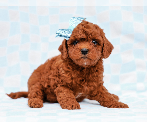 Medium Photo #2 Cavapoo-Poodle (Toy) Mix Puppy For Sale in LIBERTY, KY, USA