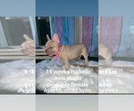 Small Photo #27 French Bulldog Puppy For Sale in CAPE CORAL, FL, USA