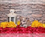 Small #3 Chihuahua
