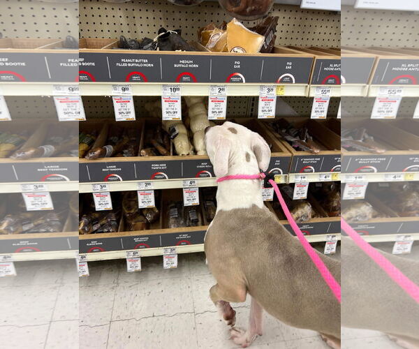 Medium Photo #42 American Pit Bull Terrier-Unknown Mix Puppy For Sale in Germantown, OH, USA