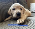 Small Photo #1 Labrador Retriever Puppy For Sale in PRINCETON, MN, USA