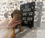 Puppy Black collar 2 Bloodhound
