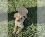 Small #5 Chiweenie