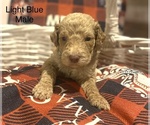 Small Photo #8 Goldendoodle Puppy For Sale in FRANKLINTON, LA, USA