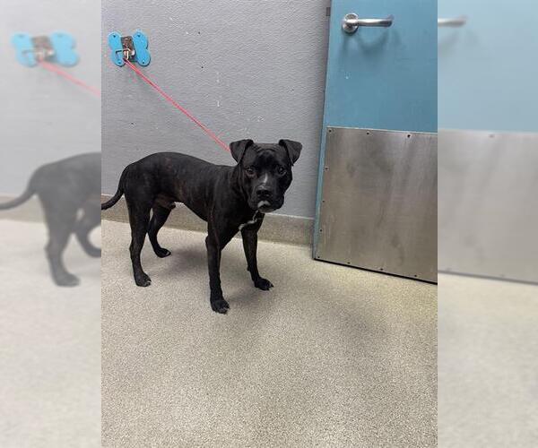 Medium Photo #1 Boxer-Unknown Mix Puppy For Sale in Las Vegas, NV, USA