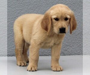 Golden Retriever Puppy for sale in FREDERICKSBURG, OH, USA