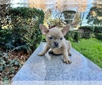 Small Photo #143 French Bulldog Puppy For Sale in HAYWARD, CA, USA