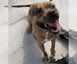 PEANUT - Male American Staffordshire Terrier Dog for Adoption - Small photo