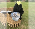 Small #1 Goldendoodle