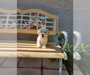 Maltese Puppy for Sale in LAS VEGAS, Nevada USA