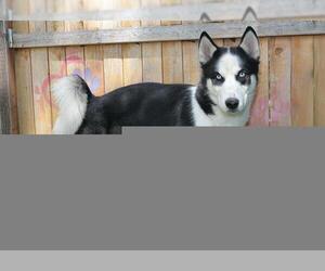 Siberian Husky Dogs for adoption in West Valley, UT, USA