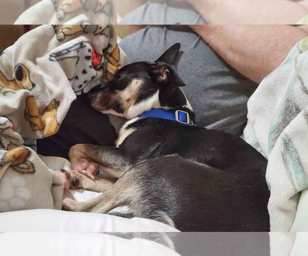 Medium Photo #9 Jack-Rat Terrier Puppy For Sale in Kennesaw, GA, USA