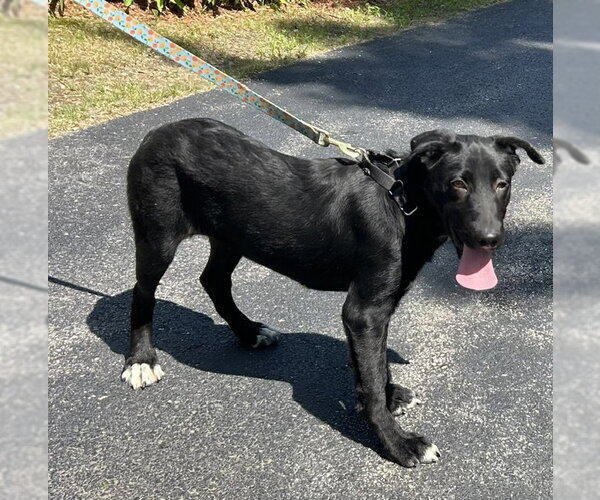 Medium Photo #2 Great Pyrenees-Red Heeler Mix Puppy For Sale in Sterling, MA, USA