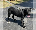 Small #1 Great Pyrenees-Red Heeler Mix