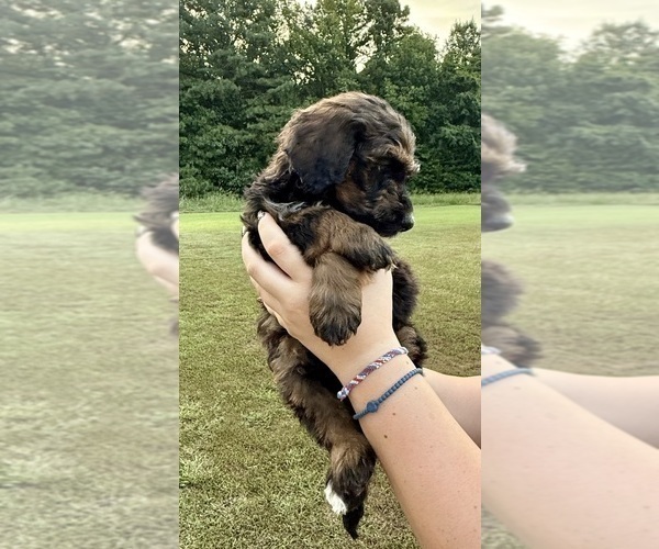 Medium Photo #7 Bernedoodle Puppy For Sale in MOULTON, AL, USA
