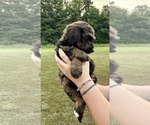 Small #6 Bernedoodle