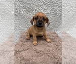 Small #7 Chiweenie-Jack Russell Terrier Mix
