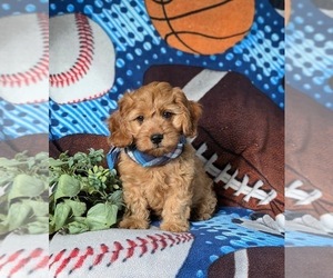 Cavapoo Puppy for sale in NOTTINGHAM, PA, USA