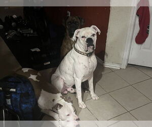 Boxer Dogs for adoption in Austin, TX, USA