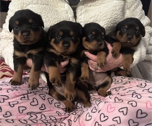 Rottweiler Puppy for Sale in MARIANNA, Florida USA