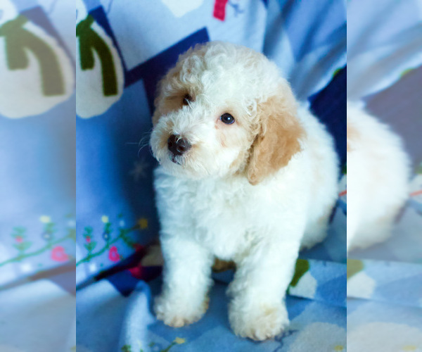 Medium Photo #5 Goldendoodle Puppy For Sale in MILWAUKEE, WI, USA