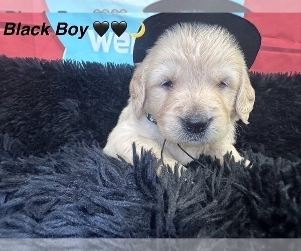 Medium Photo #9 Golden Retriever Puppy For Sale in ORLANDO, FL, USA