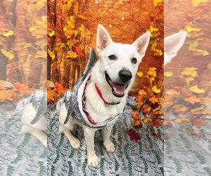 Bodhi - Male Mutt Dog for Adoption - Photo #3