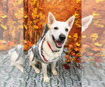 Small Photo #3 Mutt Puppy For Sale in Bryant, AR, USA